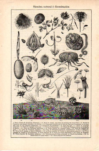 LAMINA ESPASA 38366: Siembra natural o diseminacion
