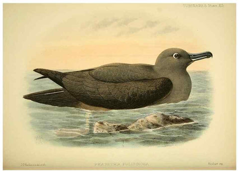 Reproducción/Reproduction 46913626214: A monograph of the petrels (order Tubinares) /. London :Witherby & Co. ...,1907-1910.. 
