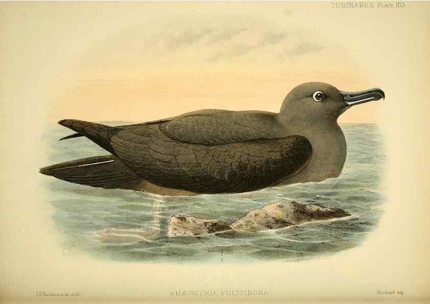 Reproducción/Reproduction 46913626214: A monograph of the petrels (order Tubinares) /. London :Witherby & Co. ...,1907-1910.. 