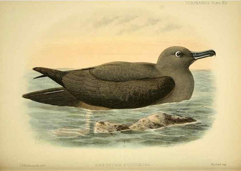 Reproducción/Reproduction 46913626214: A monograph of the petrels (order Tubinares) /. London :Witherby & Co. ...,1907-1910.. 