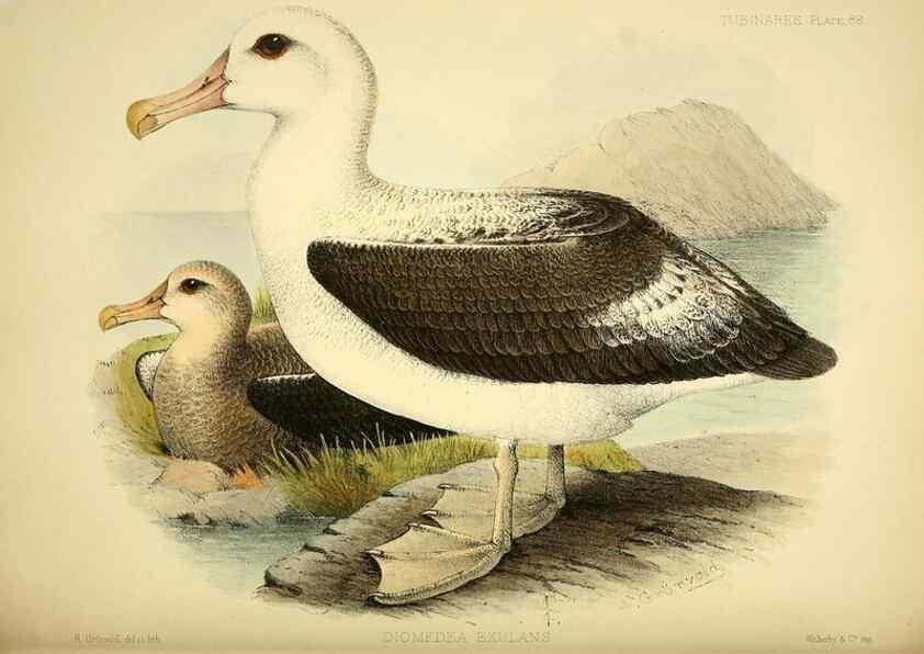 Reproducción/Reproduction 46913617494: A monograph of the petrels (order Tubinares) /. London :Witherby & Co. ...,1907-1910.. 
