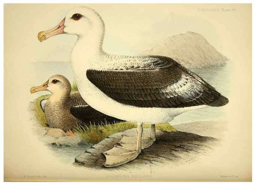 Reproducción/Reproduction 46913617494: A monograph of the petrels (order Tubinares) /. London :Witherby & Co. ...,1907-1910.. 