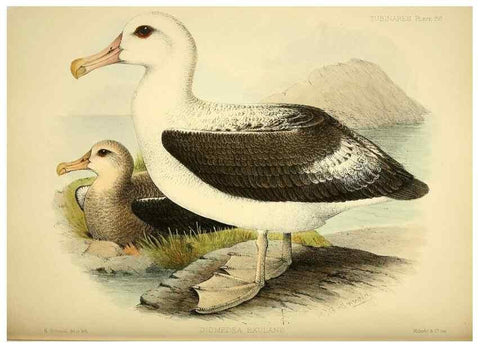 Reproducción/Reproduction 46913617494: A monograph of the petrels (order Tubinares) /. London :Witherby & Co. ...,1907-1910.. 