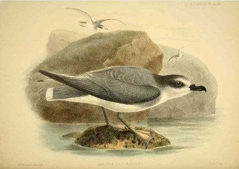 Reproducción/Reproduction 47637914161: A monograph of the petrels (order Tubinares) /. London :Witherby & Co. ...,1907-1910.. 