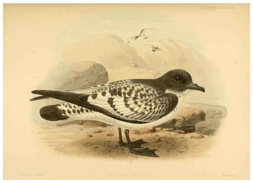 Reproducción/Reproduction 32695296157: A monograph of the petrels (order Tubinares) /. London :Witherby & Co. ...,1907-1910.. 