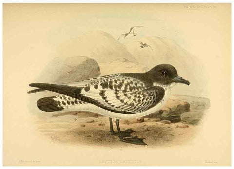 Reproducción/Reproduction 32695296157: A monograph of the petrels (order Tubinares) /. London :Witherby & Co. ...,1907-1910.. 