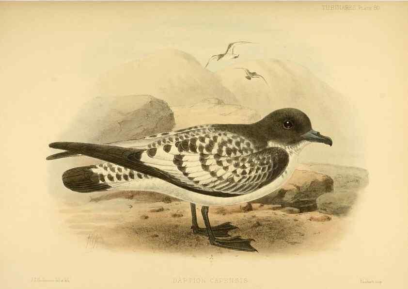 Reproducción/Reproduction 32695296157: A monograph of the petrels (order Tubinares) /. London :Witherby & Co. ...,1907-1910.. 