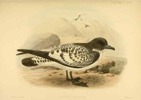 Reproducción/Reproduction 32695296157: A monograph of the petrels (order Tubinares) /. London :Witherby & Co. ...,1907-1910.. 