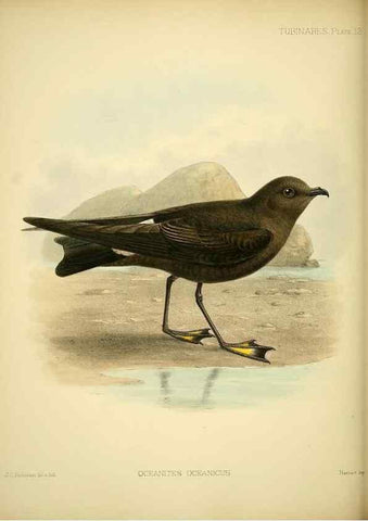 Reproducción/Reproduction 33760264318: A monograph of the petrels (order Tubinares) /. London :Witherby & Co. ...,1907-1910.. 