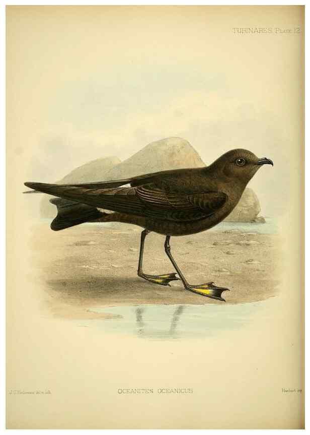 Reproducción/Reproduction 33760264318: A monograph of the petrels (order Tubinares) /. London :Witherby & Co. ...,1907-1910.. 