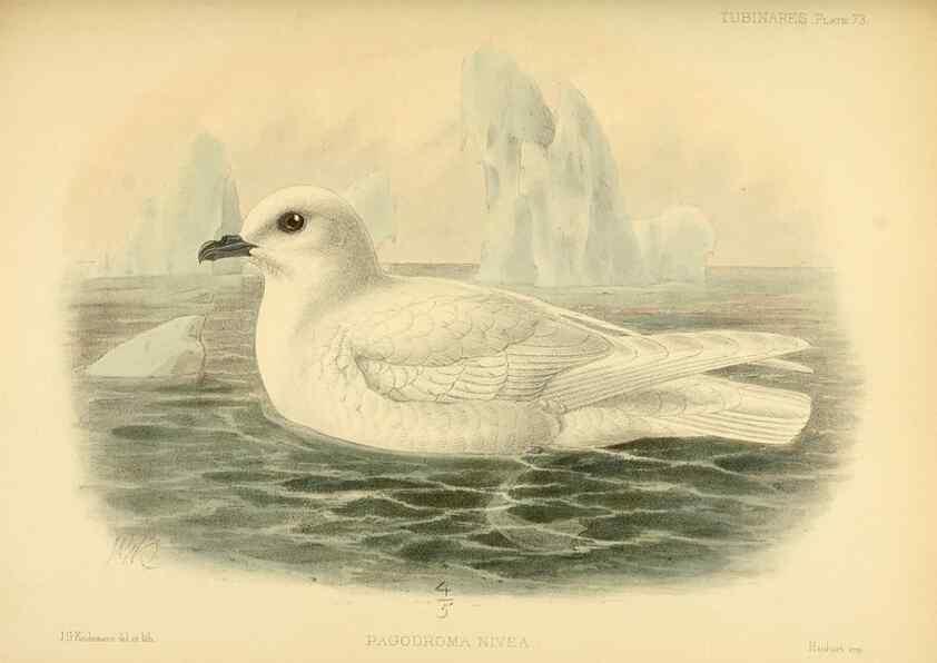 Reproducción/Reproduction 40671336223: A monograph of the petrels (order Tubinares) /. London :Witherby & Co. ...,1907-1910.. 