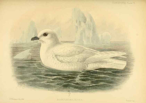 Reproducción/Reproduction 40671336223: A monograph of the petrels (order Tubinares) /. London :Witherby & Co. ...,1907-1910.. 