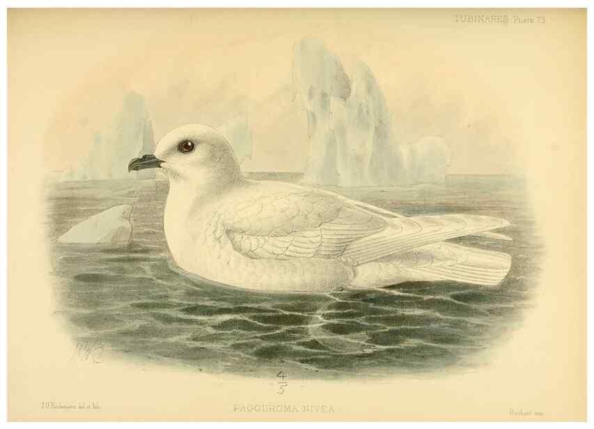 Reproducción/Reproduction 40671336223: A monograph of the petrels (order Tubinares) /. London :Witherby & Co. ...,1907-1910.. 
