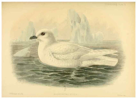 Reproducción/Reproduction 40671336223: A monograph of the petrels (order Tubinares) /. London :Witherby & Co. ...,1907-1910.. 
