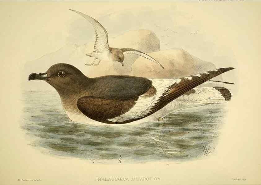 Reproducción/Reproduction 47585104462: A monograph of the petrels (order Tubinares) /. London :Witherby & Co. ...,1907-1910.. 