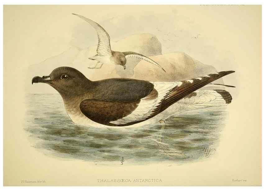 Reproducción/Reproduction 47585104462: A monograph of the petrels (order Tubinares) /. London :Witherby & Co. ...,1907-1910.. 