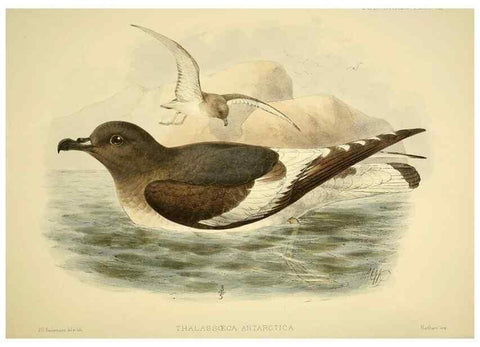 Reproducción/Reproduction 47585104462: A monograph of the petrels (order Tubinares) /. London :Witherby & Co. ...,1907-1910.. 