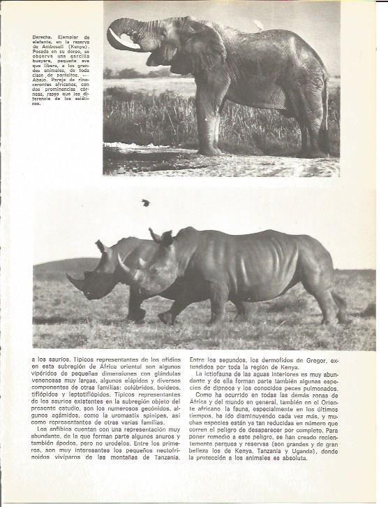 LAMINA V01707: Elefantes en la reserva de Amboseli en Kenia
