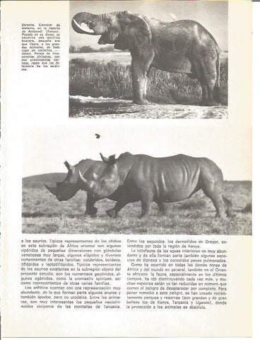 LAMINA V01707: Elefantes en la reserva de Amboseli en Kenia