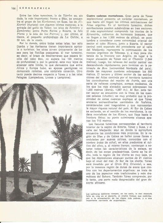 LAMINA V01600: Vistas de palmera datileras