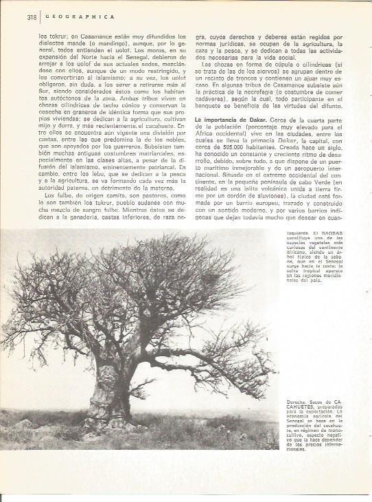 LAMINA V01660: Baobab