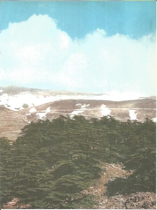 LAMINA V01814: Cedros del Libano