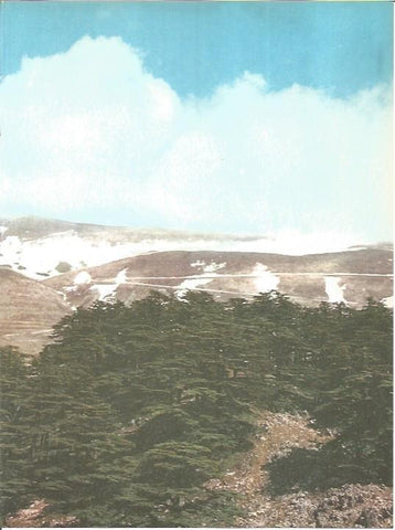 LAMINA V01814: Cedros del Libano