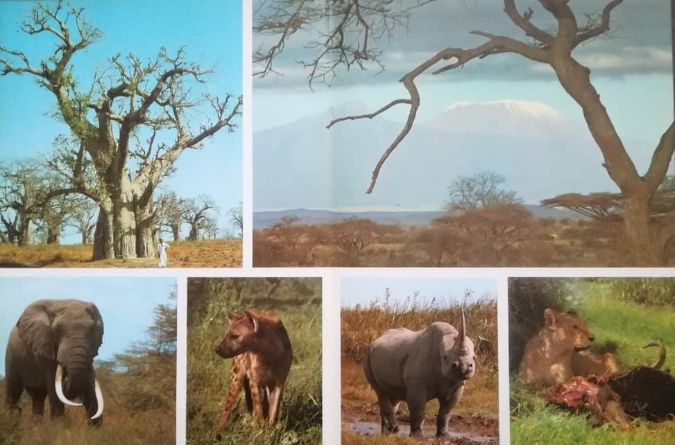 LAMINA V01564: Imágenes baobab y parque de Tsav Game al pie del Kilimanjaro