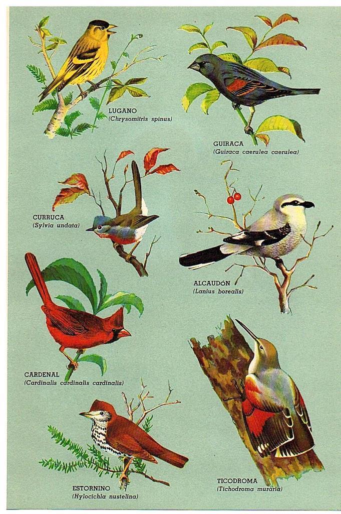 LAMINA 28787: Pajaros