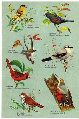 LAMINA 28787: Pajaros