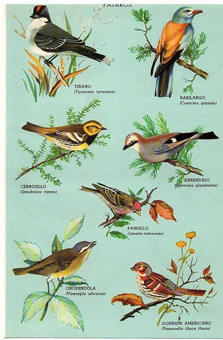 LAMINA 28788: Especies de pajaros
