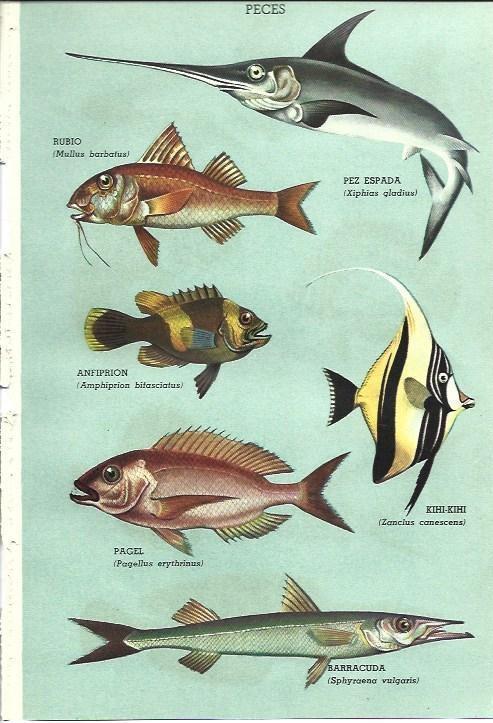 LAMINA 28829: Peces