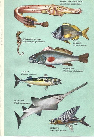 LAMINA 28830: Especies de peces