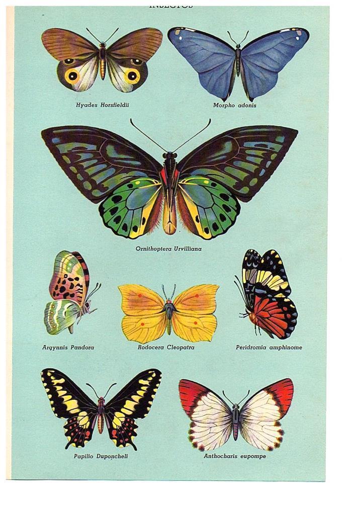 LAMINA 28489: Mariposas