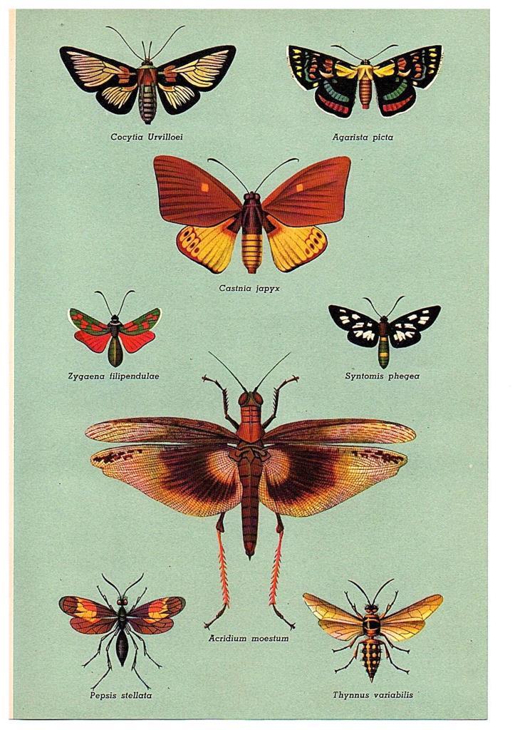 LAMINA 28490: Insectos