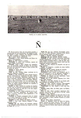 LAMINA 28754: Ñandus en Argentina