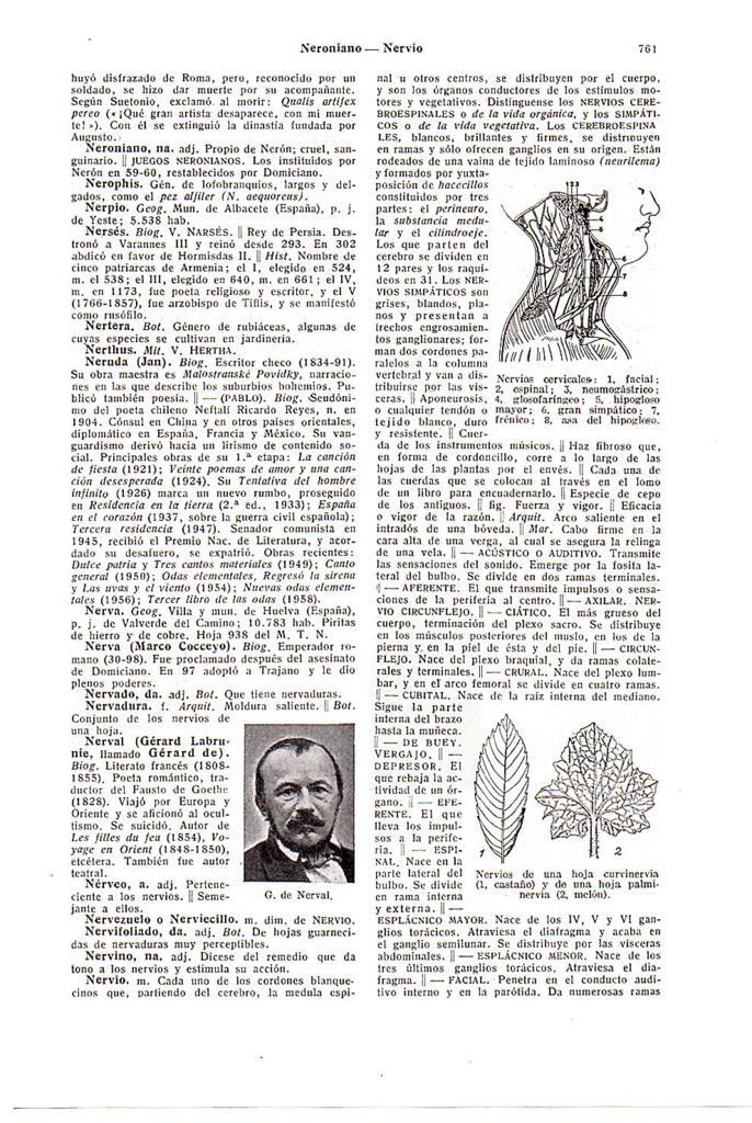 LAMINA 28736: G. de Nerval y nervios cervicales
