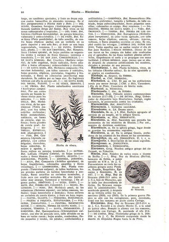 LAMINA 28553: Hierba de vibora e Hieron II de Siracusa