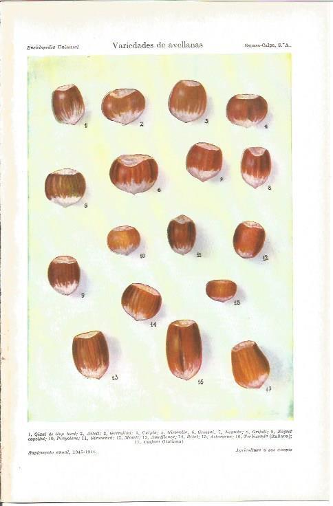 LAMINA V03807: Variedades de avellanas