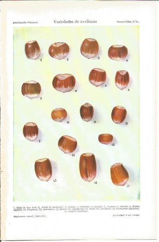 LAMINA V03807: Variedades de avellanas