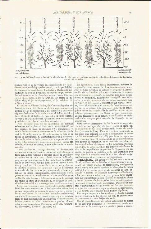 LAMINA V03809: Grafico de la circulacion de los frutos