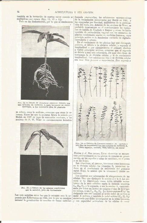LAMINA V03808: Tipos de estacas