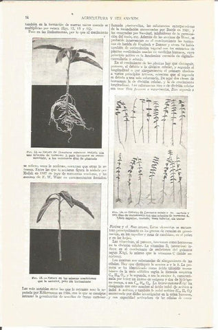LAMINA V03808: Tipos de estacas