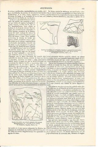 LAMINA V03615: Losetas de piedra periodos magdalienses en Cueva del Parpallo