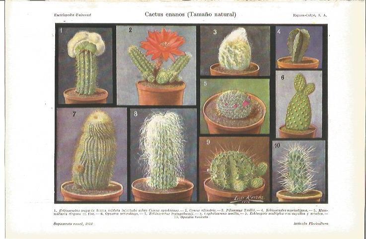 LAMINA V04136: Cactus enanos, tamaño natural