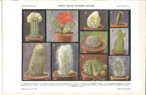LAMINA V04136: Cactus enanos, tamaño natural