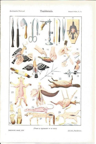 LAMINA V04242: Taxidermia