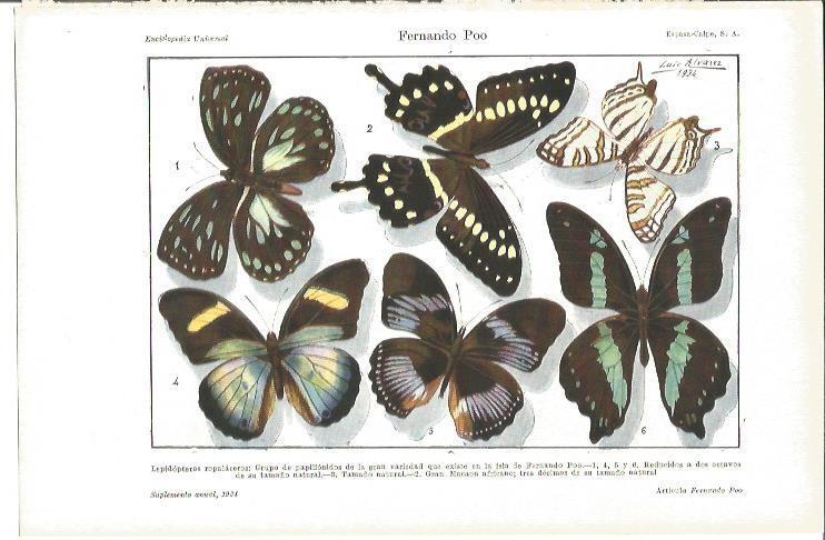 LAMINA V04174: Mariposas