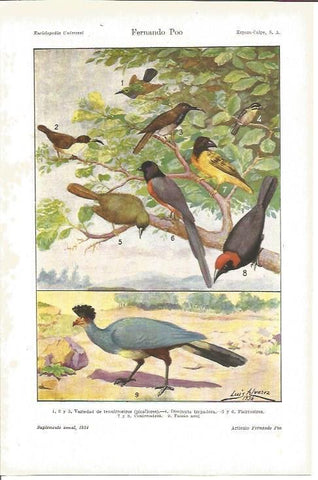 LAMINA V04173: Tipos de pajaros
