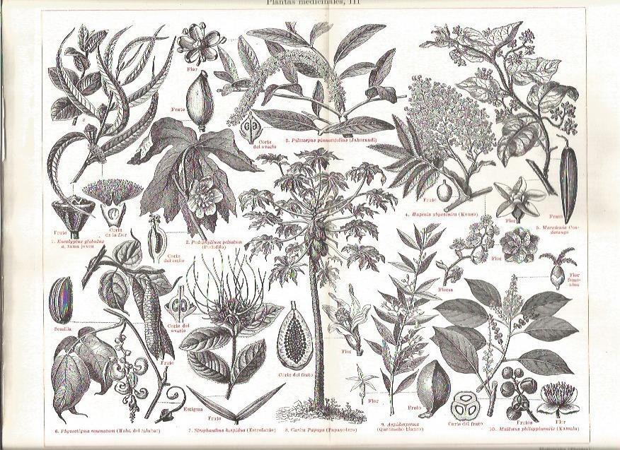 LAMINA V03201: Variedades de plantas medicinales